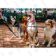 The 2023 Complete Professional Puppy & Dog Training Bundle | $40 | 97% Off | StackSocial